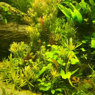 Pflanzen mix 120 Liter Aquarium